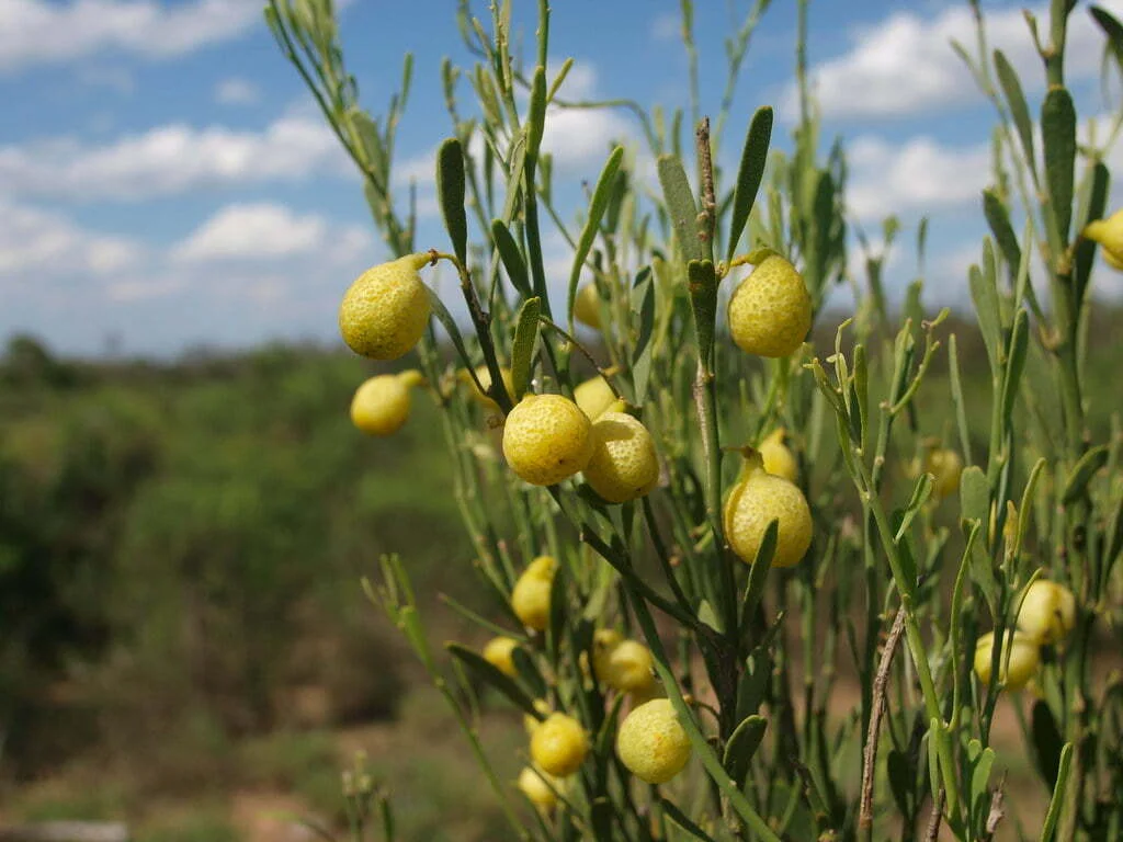 Citrus Glauca.jpg