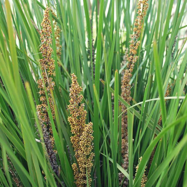 Spiny-head Mat-rush - Lomandra Longifolia