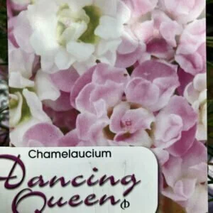 chamelaucium dancing queen.jpg