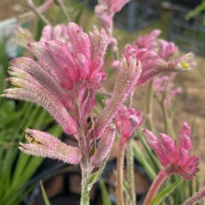 Kangaroo Paw Bush Pearl.jpg