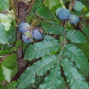 davidsonia-pruriens-fruit.jpg