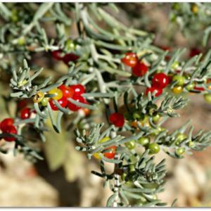 Ruby Saltbush - Enchylaena tomentosa