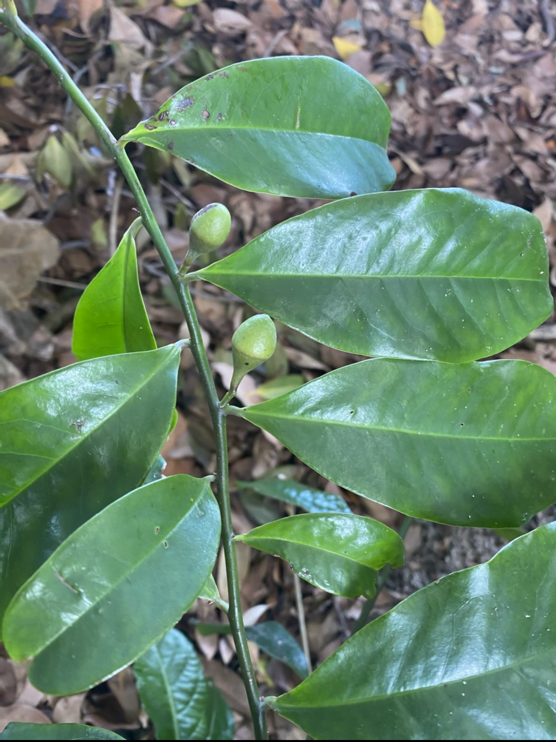 Native Guava - Eupomatia laurina (Bolwarra)