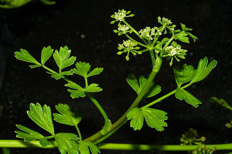 Apium Prostratum - Sea Celery