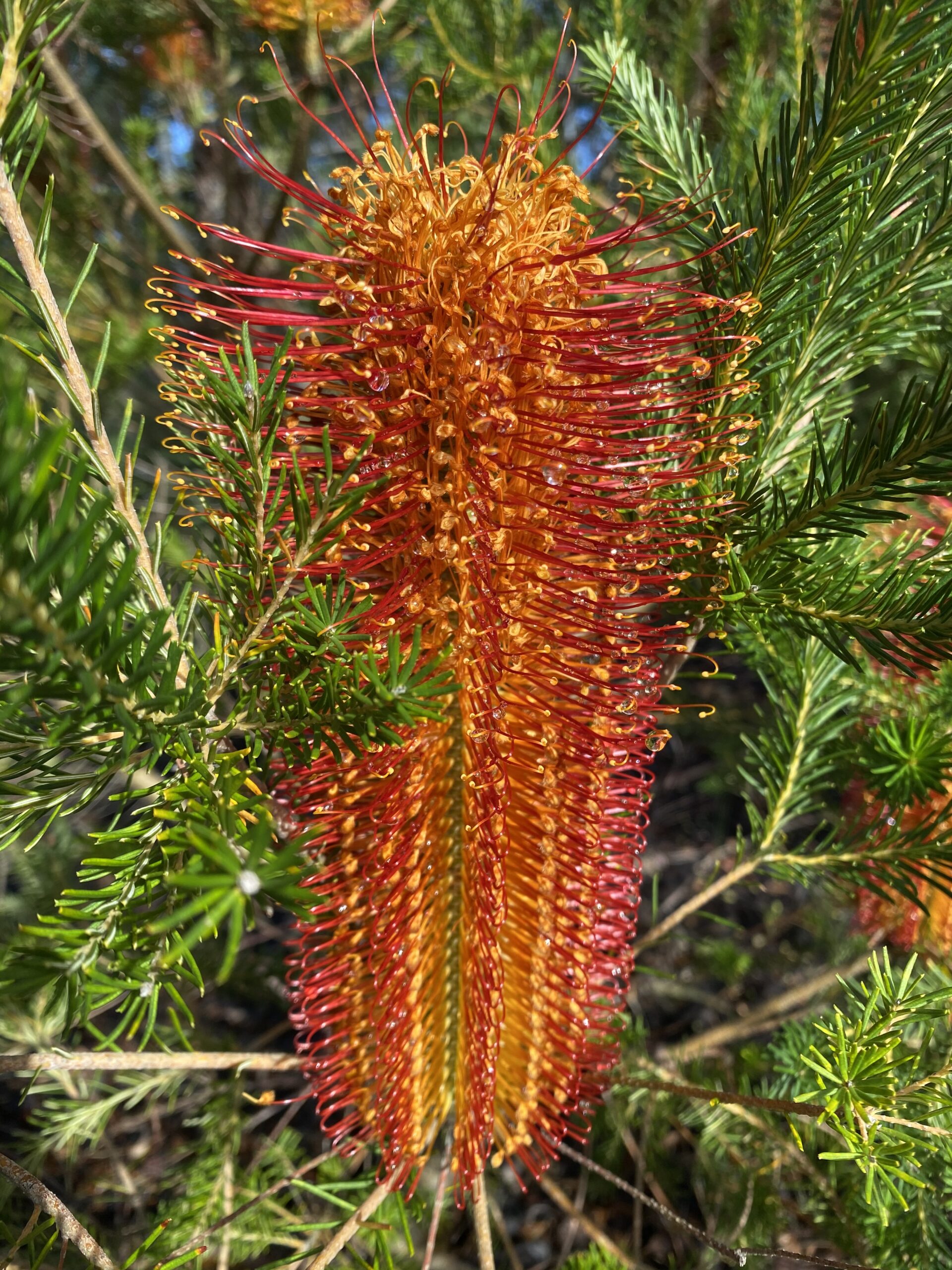 Banksia ericifolia - Heath Leaved Banksia