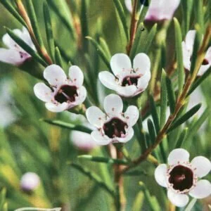chamelaucium lady stephanie.jpg