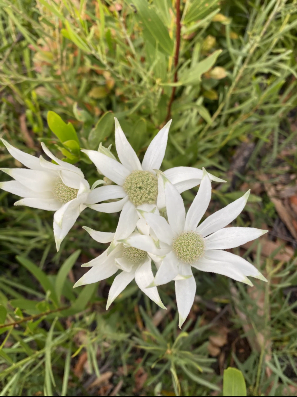 Flannel Flower - Actinotus Helianthi