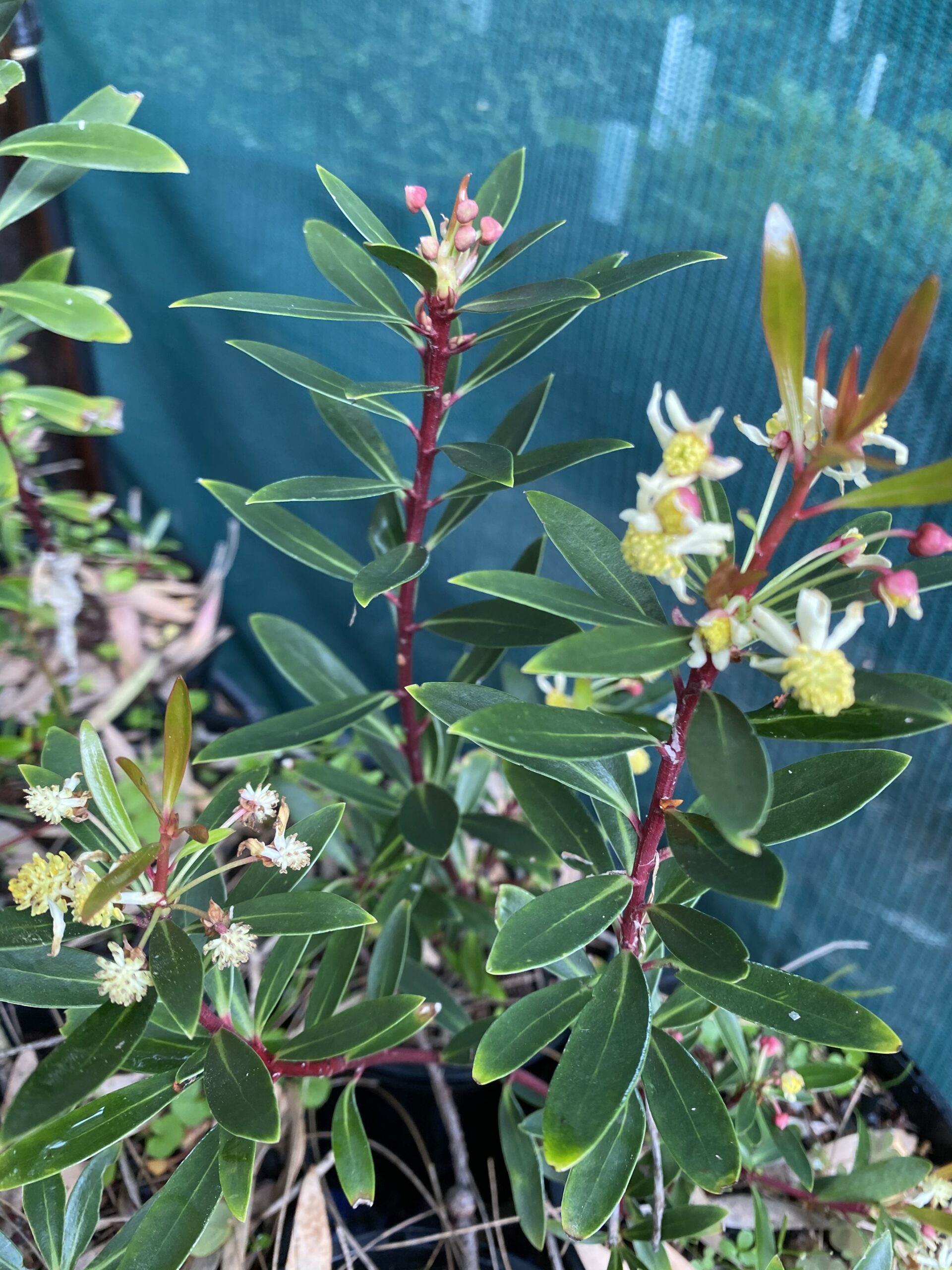 Mountain Pepper - Tasmannia lanceolata (Male)