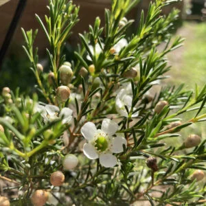 chamelaucium dawn pearl.jpg