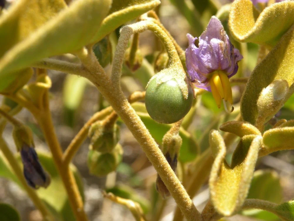 Solanum Centrale.jpg