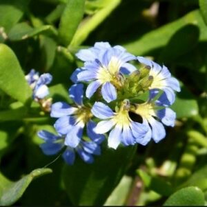 dune flower.jpg