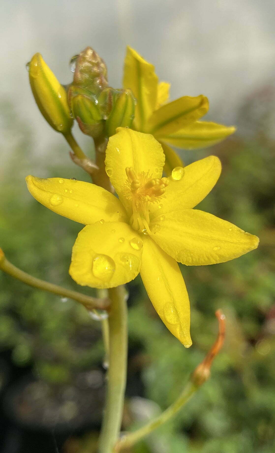 Native Leek, Bulbine Lily - Bulbine bulbosa