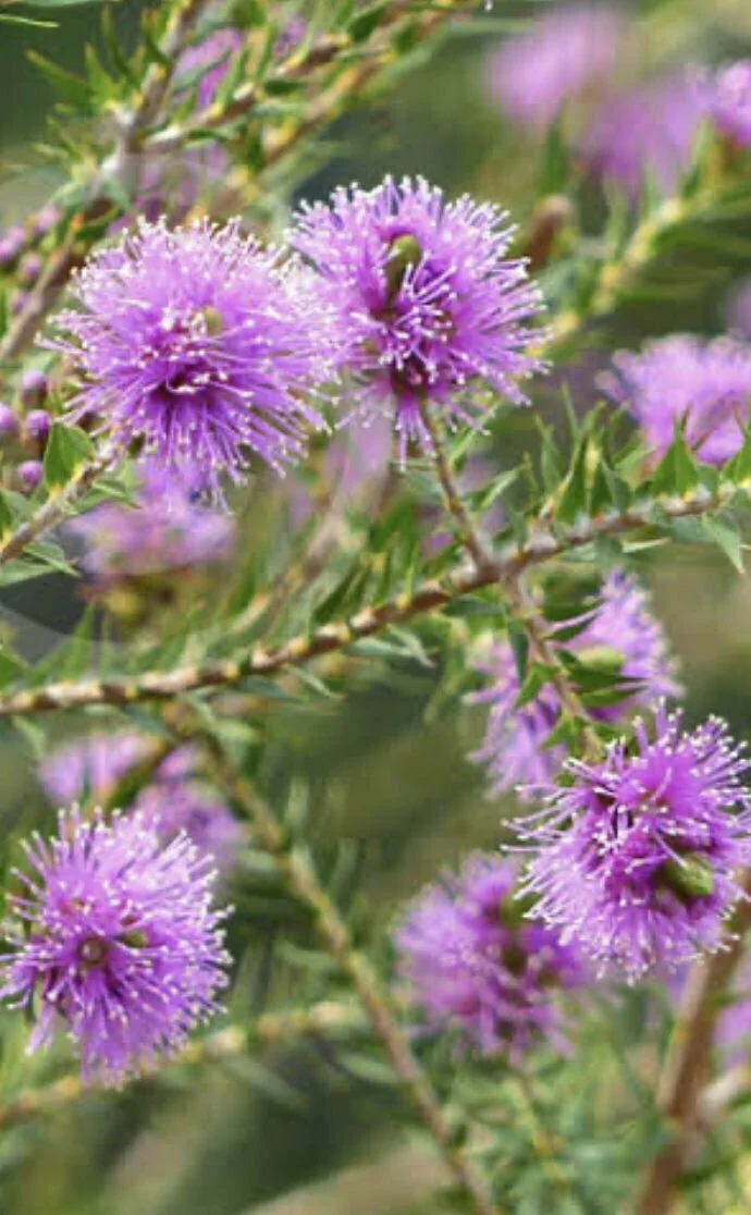 Melaleuca sqamea.jpg