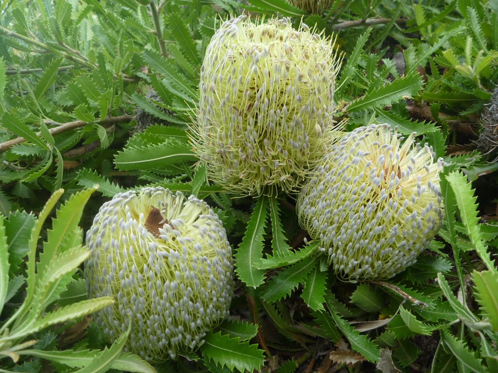 Banksia Serrata - Old Man Banksia