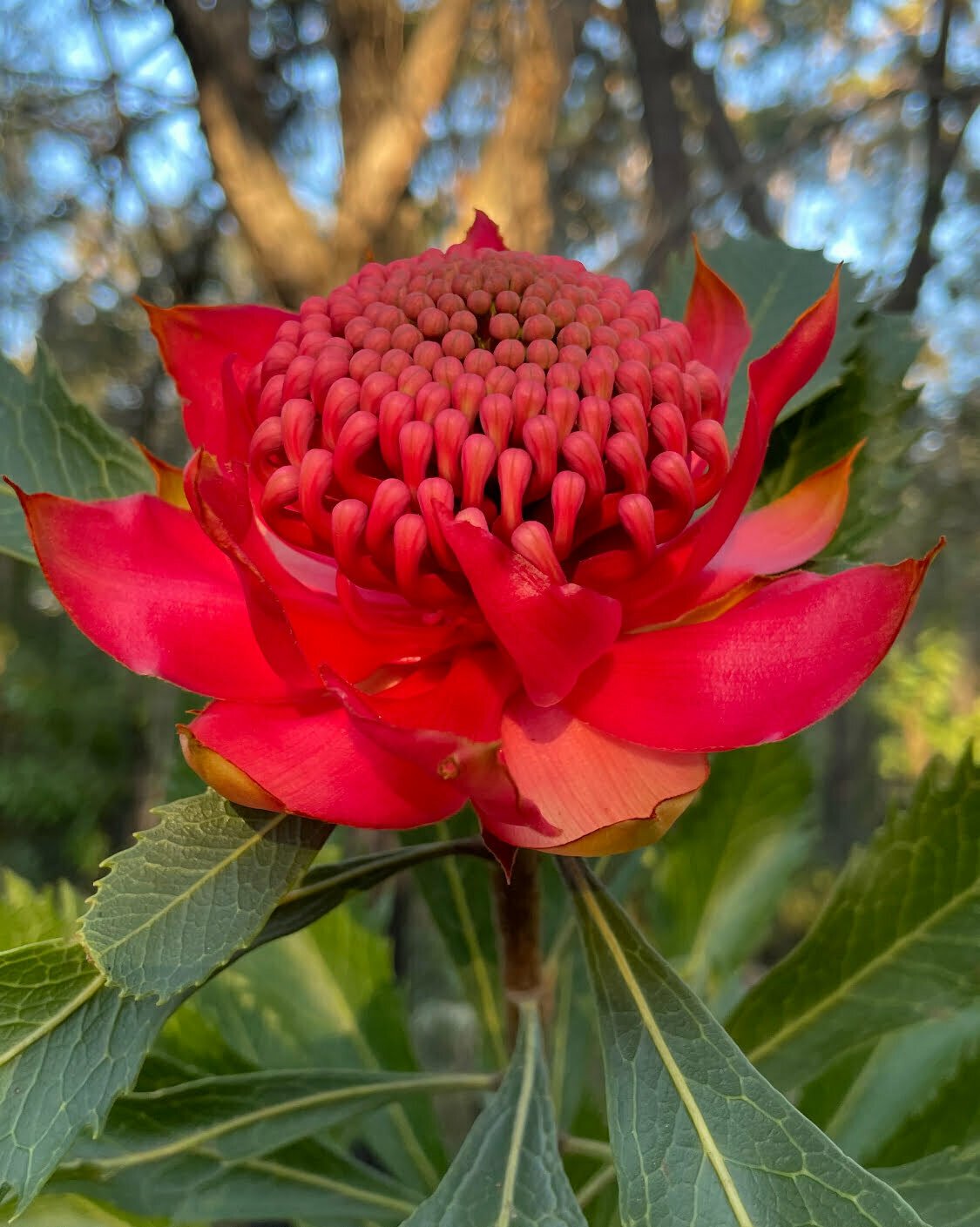 Waratah - Telopea speciosissima