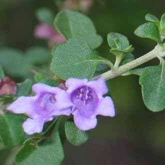 Prostanthera Rotundifolia.jpg