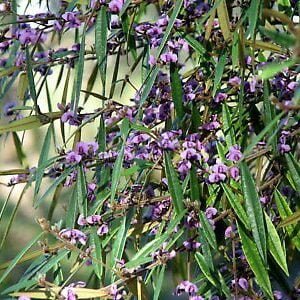 Hovea Acutifolia.jpg