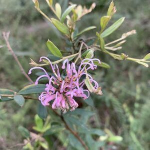 Pink Spider Grevillea.jpg