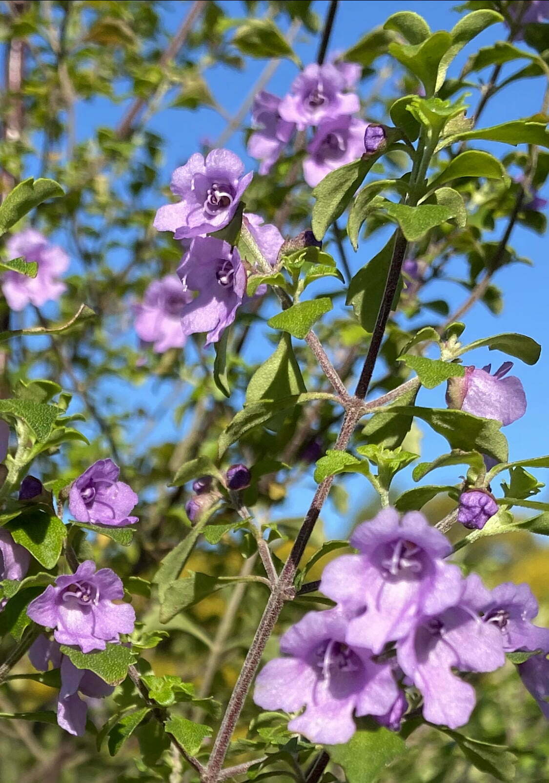 Prostanthera incisa - Native Thyme