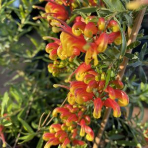 Grevillea Firecracker.jpg