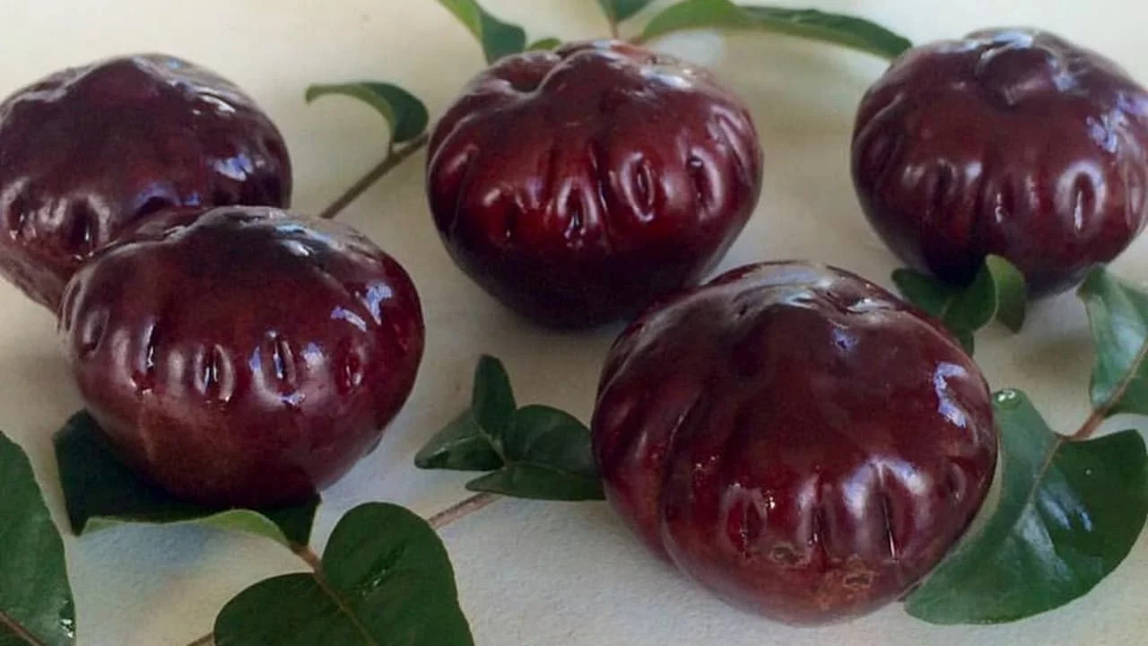 Burdekin-Plum.jpg