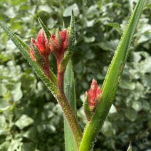 Kangaroo paw bush fury.jpg