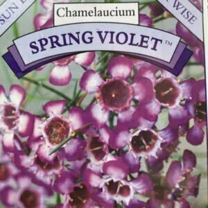 geraldton wax spring violet.jpg