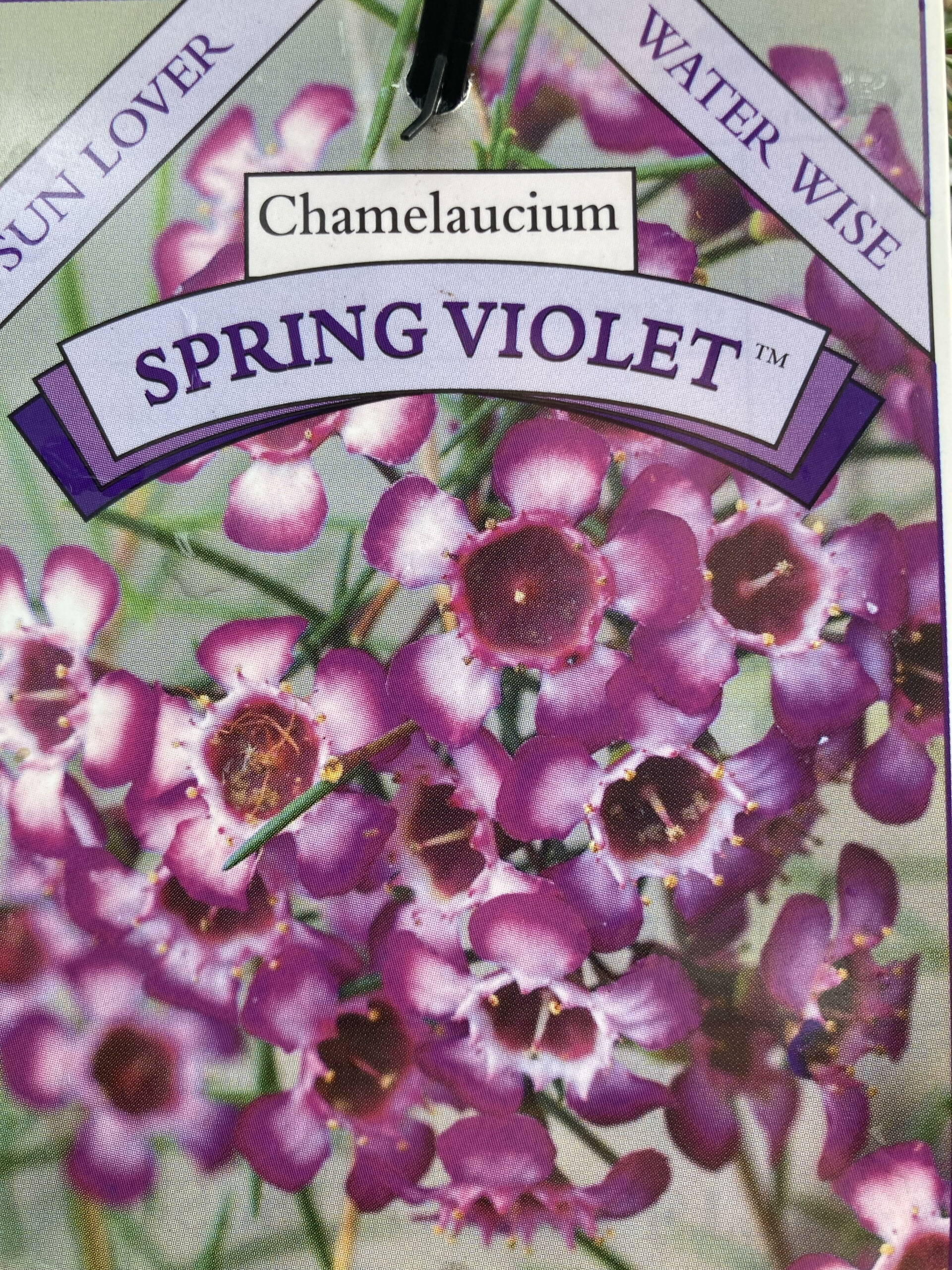 geraldton wax spring violet.jpg