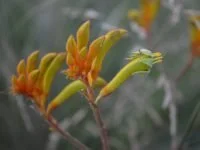 anigozanthos-flavidus_kangaroo-paw_landscape-orange-2-200x150.jpg
