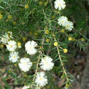 Acacia Ulicifolia.jpg