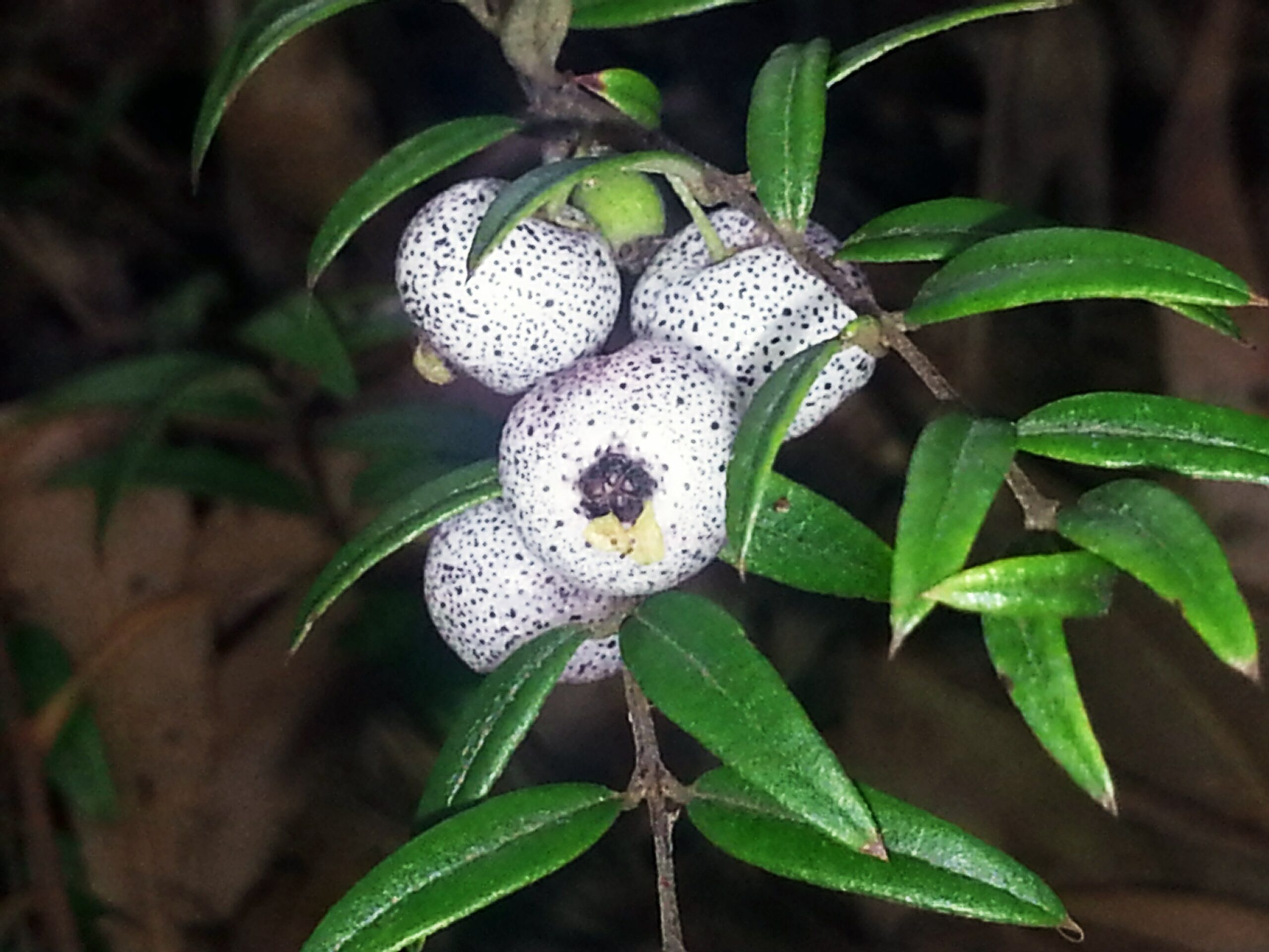 Midyim Berry - Austromyrtus dulcis