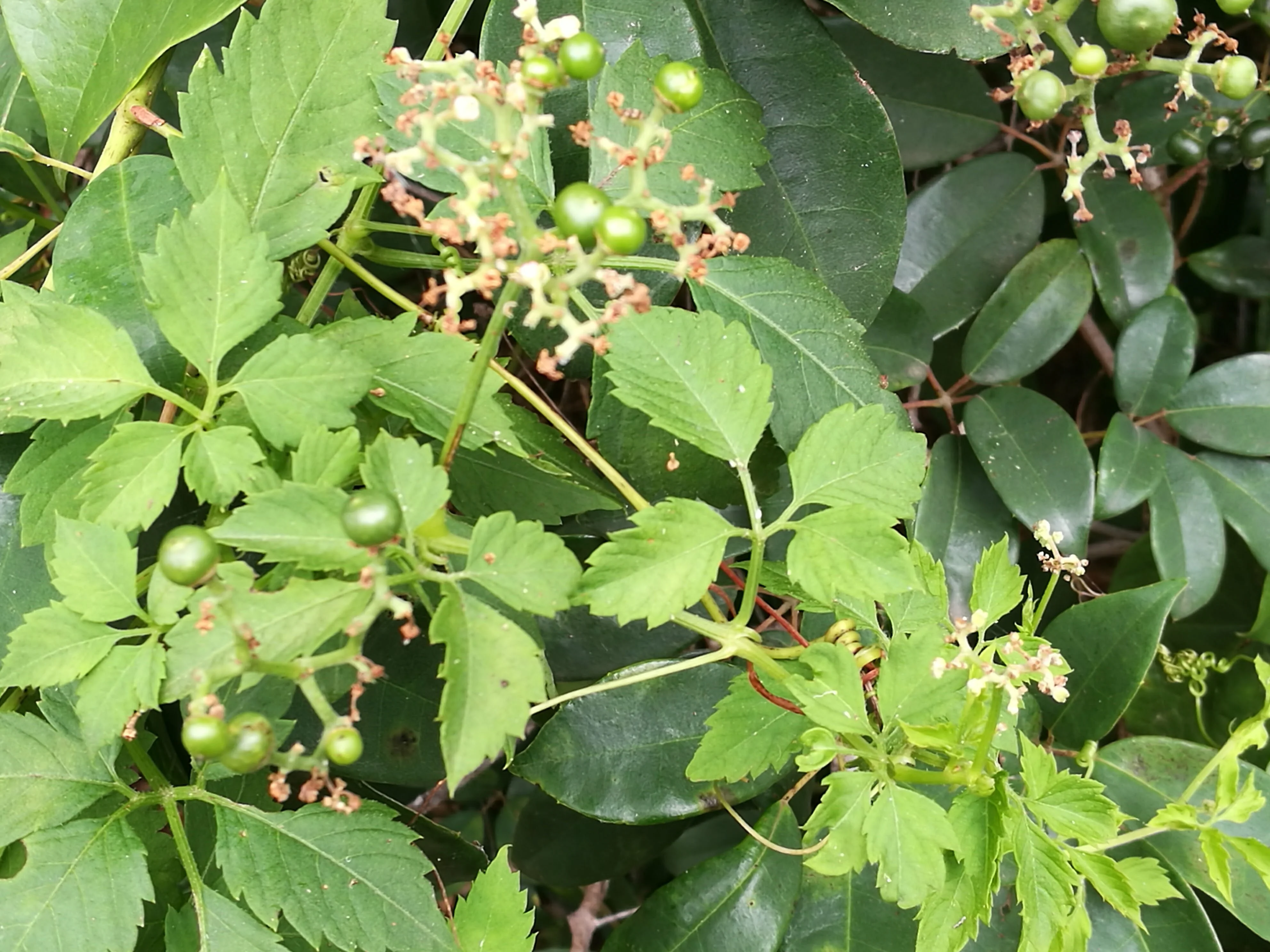 Native grapes shop