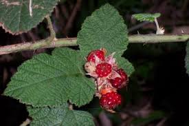 Rubus Molaccanus.jpg