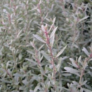 Marsh Saltbush.jpg