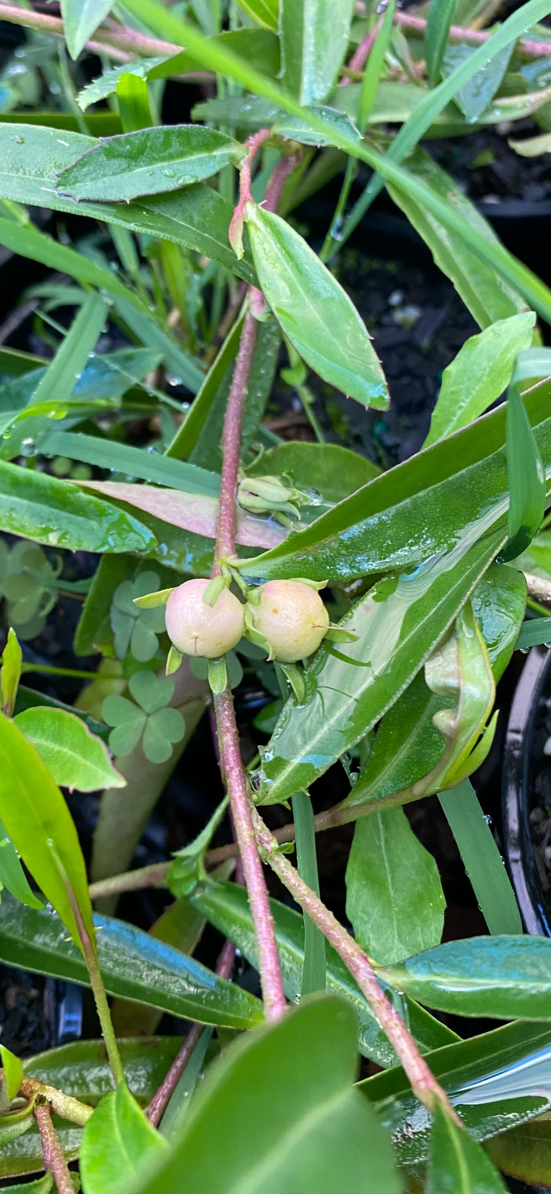 Winter apples.PNG