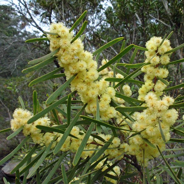 Acacia Suaveolens