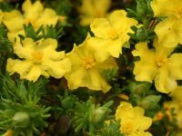 hibbertia_guinea-flower_golden-sunburst-