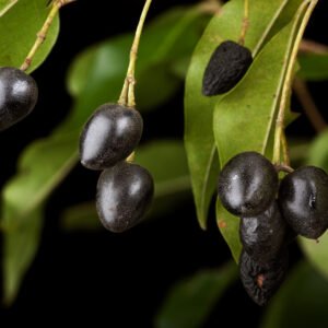 Native Olive.jpg