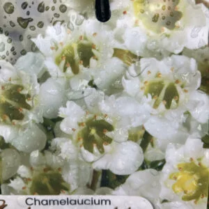 chantilly lace.jpg
