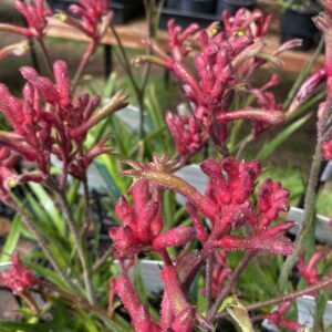 Kangaroo Paw Bush Elegance.jpg