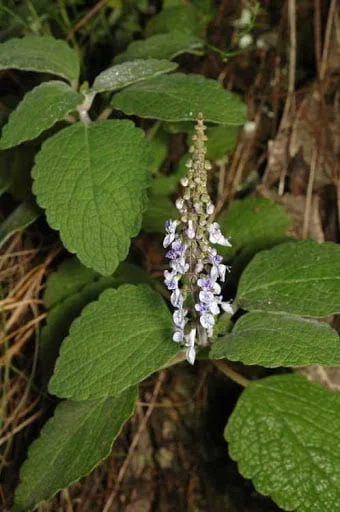 Silver Plectranthus.jpg