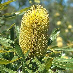 banksia-aemula.jpg