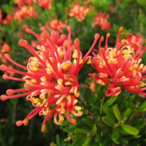 Grevillea Knockout.jpg