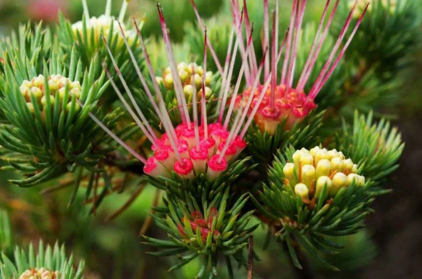 Clustered Darwinia.jpg