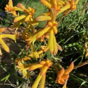 Kangaroo Paw Bush Glow.jpg