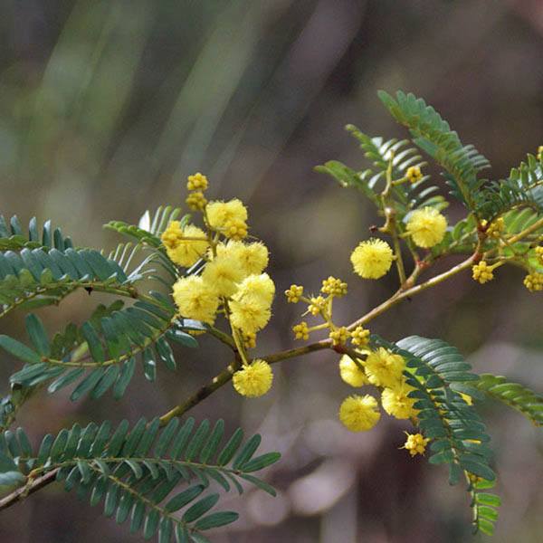 Acacia Terminalis