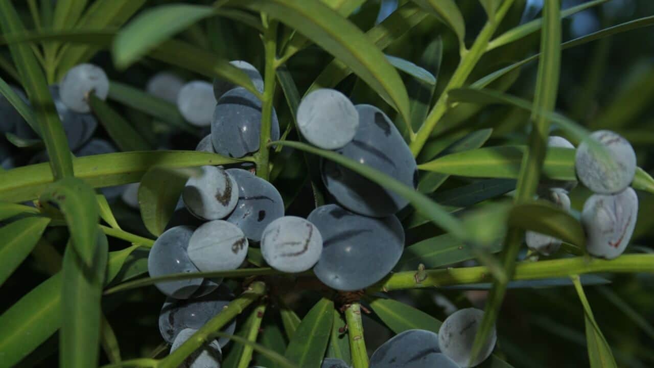 Illawarra Plum - Podocarpus Elatus (Male)