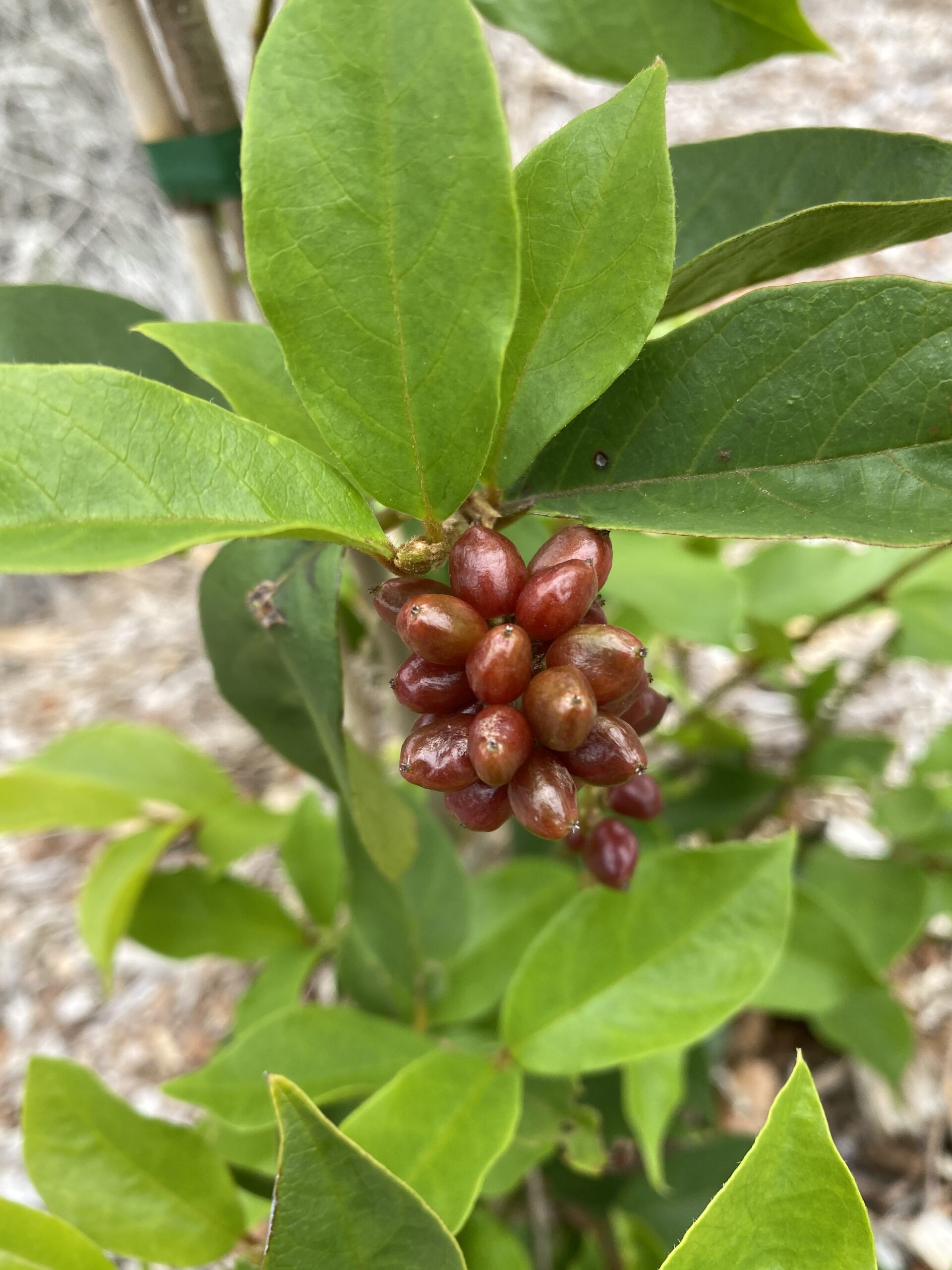 Native Currant - Antidesma erostre