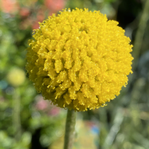 Billy Buttons.PNG