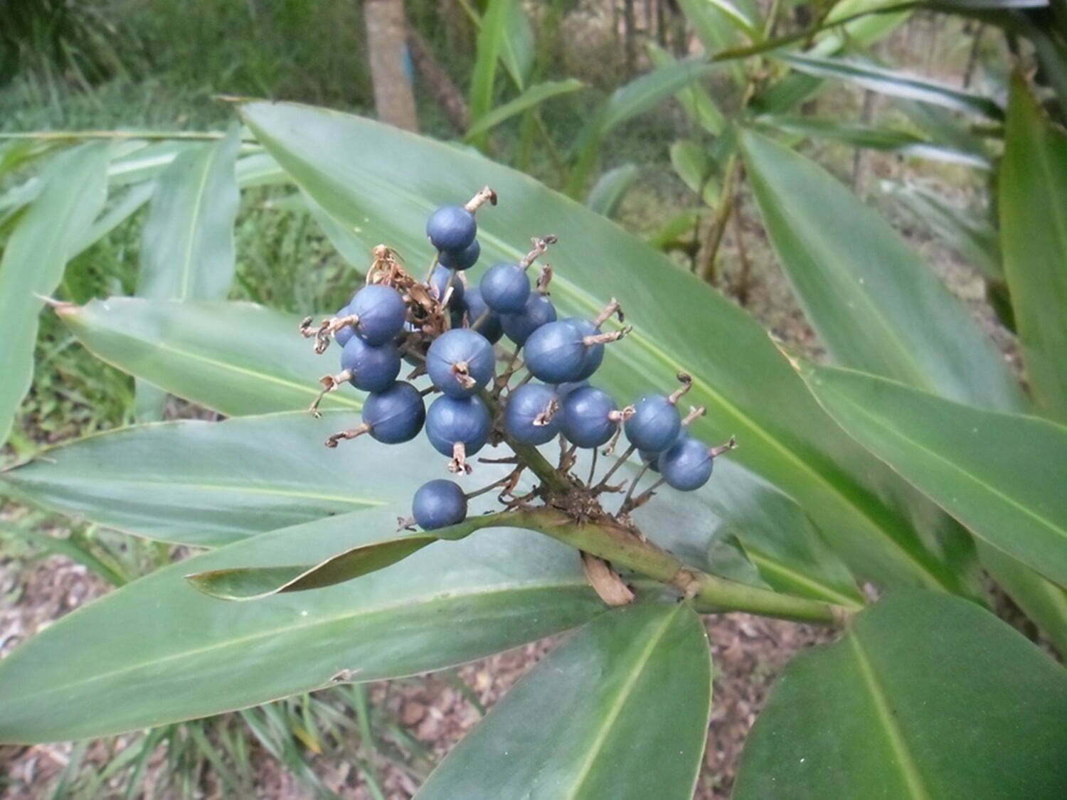 Alpinia caerulea - NSW Native Ginger